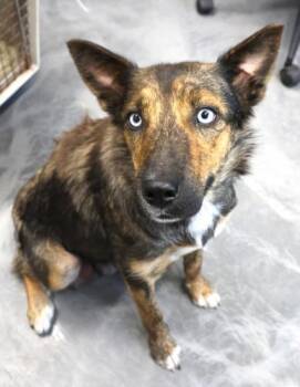 Mimi -  Shepherd and Husky Dog for Adoption in Thief River Falls, Minnesota - Mimi | PetCurious