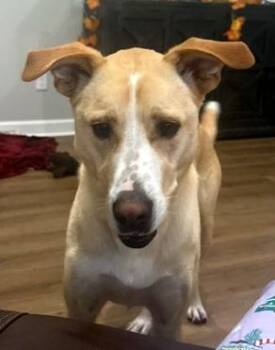 Rescue Carolina Dog and Mountain Cur Dogs for Adoption in Falmouth, Maine - Tucker | PetCurious