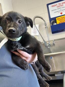 Cove -  Mixed Breed Dog Available for Adoption in Rock Springs, Wyoming - Cove | PetCurious