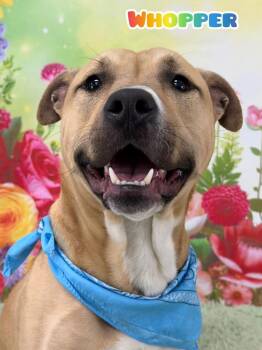 Mixed Breed Dogs Available for Adoption in Flint, Michigan - Whopper | PetCurious