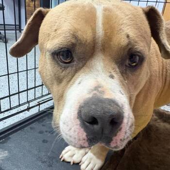 Mixed Breed Dogs Available for Adoption in Middleburg, Florida - Henry 28563 | PetCurious
