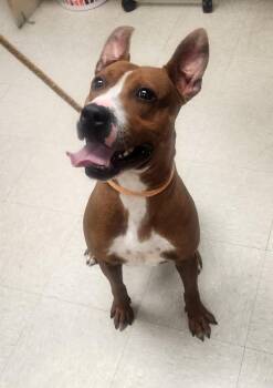 Pogo -  Pit Bull Terrier Dog for Adoption in Clayton, New Jersey - Pogo | PetCurious