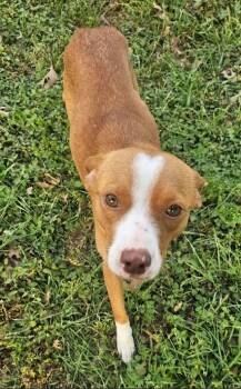 Trixie in TX -  Terrier Dog for Adoption in Cranston, Rhode Island - Trixie In TX | PetCurious