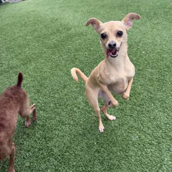 Stella -  Italian Greyhound and Chihuahua Dog for Adoption - Stella | PetCurious