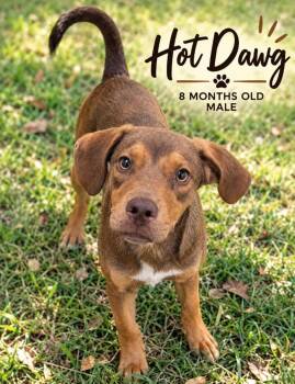 Hot Dawg -  Beagle and Mixed Breed Dog for Adoption in Kingsland, Georgia - Hot Dawg | PetCurious