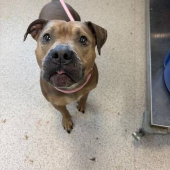 Bryan -  Mixed Breed Dog for Adoption in New York, New York - Bryan | PetCurious