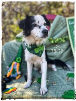 Papillon and Border Collie Dogs Available for Adoption - Francois | PetCurious