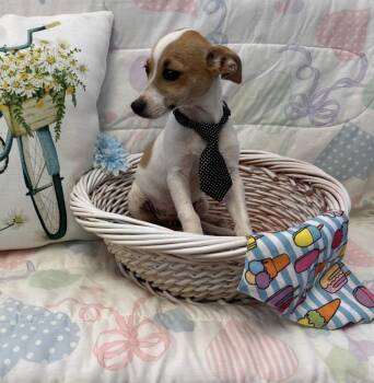 Air Head -  Mixed Breed Dog for Adoption in Lubbock, Texas - Air Head | PetCurious