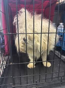 Peggy -  Mixed Breed Dog for Adoption in West Chester, Pennsylvania - Peggy | PetCurious