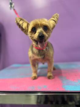 Rescue Yorkshire Terrier Dogs for Adoption in Woodstock, Georgia - Tito | PetCurious