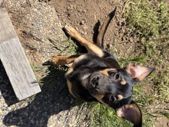 Terrier Dogs Available for Adoption in Tracy, California - Bruno Tonioli | PetCurious