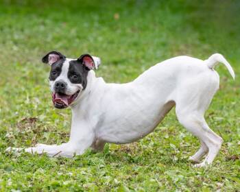 Rescue Pit Bull Terrier Dogs for Adoption in Hyde Park, New York - Karma | PetCurious