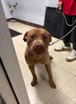 Pit Bull Terrier Dogs Available for Adoption in Stockton, California - FILLMORE | PetCurious