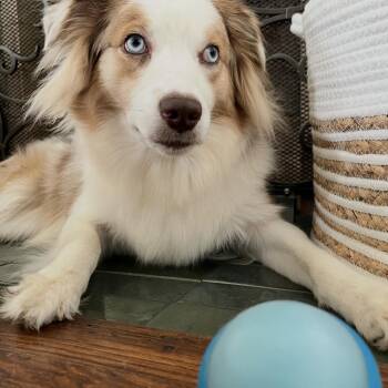 Penny. COURTESY LISTING ONLY -  Australian Shepherd Dog for Adoption - Penny. COURTESY LISTING ONLY | PetCurious