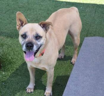 Rescue Mixed Breed Dogs for Adoption in Athens, Georgia - Franny | PetCurious