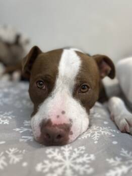 Rescue Mixed Breed Dogs for Adoption in Maumee, Ohio - Boston | PetCurious