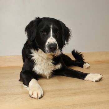 Border Collie Dogs Available for Adoption in Minnetonka, Minnesota - Harlan D68360 | PetCurious