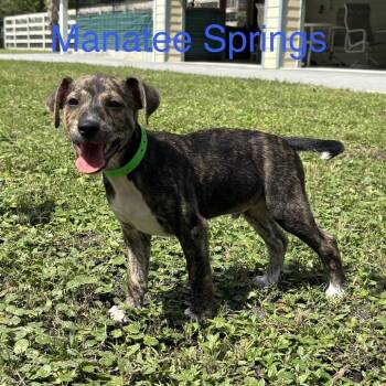 MANATEE Springs -  Chihuahua Dog for Adoption in West Palm Beach, Florida - MANATEE Springs | PetCurious