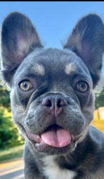 French Bulldog Dogs Available for Adoption in Mary Esther, Florida - Amalie | PetCurious