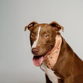 Rescue American Staffordshire Terrier Dogs for Adoption in Oak Ridge North, Texas - Harris | PetCurious