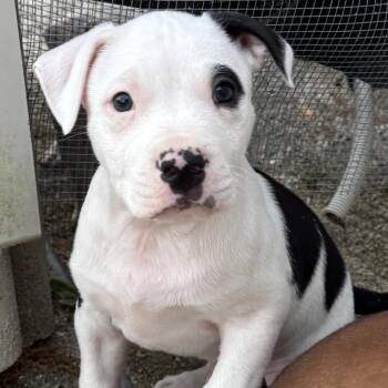 Pit Bull Terrier Dogs Available for Adoption in Chesapeake, Virginia - Tux | PetCurious
