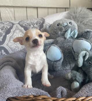 Chihuahua Dogs Available for Adoption - Chi Pup (BESSIE) | PetCurious
