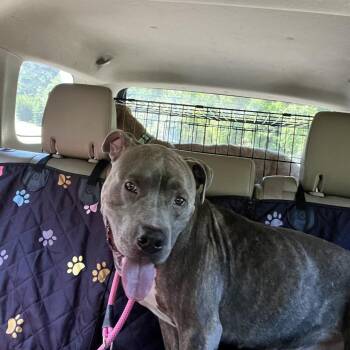 Agusgus -  Mixed Breed Dog for Adoption in Savannah, Georgia - Agusgus | PetCurious