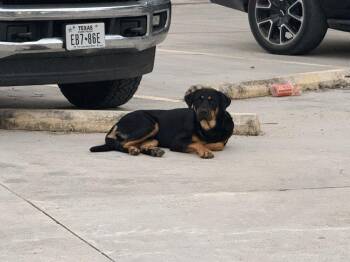 Pokey -  Mixed Breed and Rottweiler Dog for Adoption in Brookshire, Texas - Pokey | PetCurious