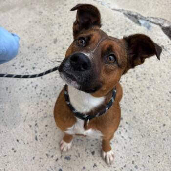 Mocha -  Mixed Breed Dog for Adoption in Charleston, West Virginia - Mocha | PetCurious