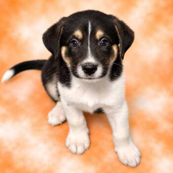 Conway Twitty -  Australian Cattle Dog Blue Heeler and Mixed Breed Dog for Adoption in St. Peters, Missouri - Conway Twitty | PetCurious