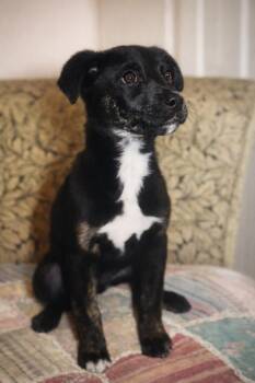 Labrador Retriever Dogs Available for Adoption - Jet Lonestar | PetCurious