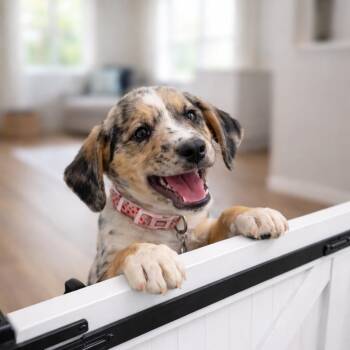 Hound Dogs Available for Adoption in Phoenix, Arizona - Cherry | PetCurious