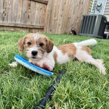 Bitsy -  Shih Tzu Dog for Adoption in Richmond, Virginia - Bitsy | PetCurious