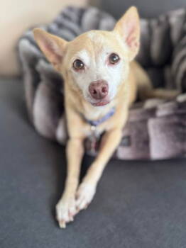 Rescue Chihuahua Dogs for Adoption in San Diego, California - Ferdinand | PetCurious