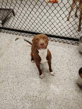 Pit Bull Terrier and Labrador Retriever Dogs Available for Adoption in Republic, Missouri - Aspen | PetCurious
