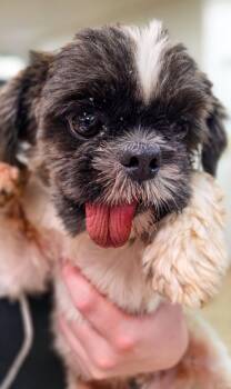 Shih Tzu Dogs Available for Adoption in Sterling Heights, Michigan - Rye | PetCurious