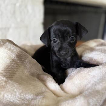 Dottie -  Chihuahua and Miniature Dachshund Dog for Adoption in Baton Rouge, Louisiana - Dottie | PetCurious