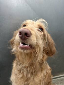 Labradoodle Dogs Available for Adoption in Osage Beach, Missouri - Boh | PetCurious