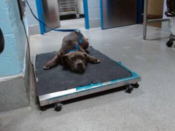 Pit Bull Terrier and Mixed Breed Dogs Available for Adoption in Albuquerque, New Mexico - RALLY | PetCurious