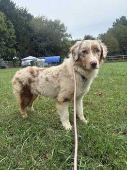 Rescue Australian Shepherd Dogs for Adoption in Chestertown, Maryland - Paris | PetCurious