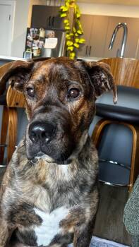 Gucci -  Mastiff and Mixed Breed Dog for Adoption in Winnipeg, Manitoba - Gucci | PetCurious