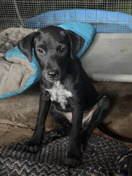 Truffle -  Black Labrador Retriever Dog for Adoption - Truffle | PetCurious
