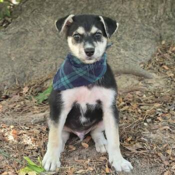 Gumdrop (The Koala Litter) -  Husky and German Shepherd Dog Dog for Adoption in Corsicana, Texas - Gumdrop (The Koala Litter) | PetCurious