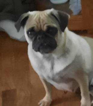 Rescue Pug Dogs for Adoption in Seattle, Washington - Ivy | PetCurious