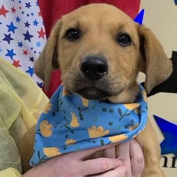 Joppa -  Labrador Retriever Dog for Adoption in Woolwich, Maine - Joppa | PetCurious