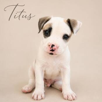 Titus -  Mixed Breed Dog for Adoption in Phoenix, Arizona - Titus | PetCurious