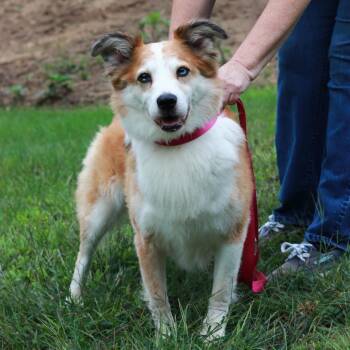 CT Luka -  Australian Shepherd Dog for Adoption in Stormville, New York - CT Luka | PetCurious