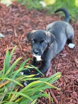Java Set Chicken 149 Available Dogs for Adoption near Grand Rapids, Michigan | PetCurious