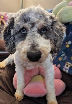 Miniature Poodle Dogs Available for Adoption - Garfunkel | PetCurious