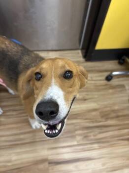 Christine Jorgensen -  Mixed Breed Dog for Adoption in Raleigh, North Carolina - Christine Jorgensen | PetCurious